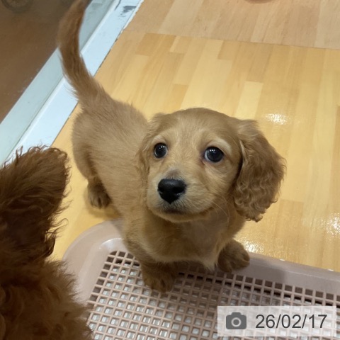 奈良県のミニチュアダックスフンド(ロング) (ペットプラス 大和郡山店/2025年12月17日生まれ/男の子/ゴールド)の子犬の4枚目の画像