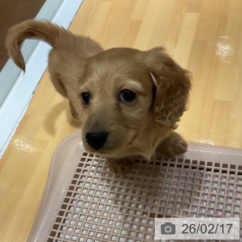 奈良県のミニチュアダックスフンド(ロング) (ペットプラス 大和郡山店/2025年12月17日生まれ/男の子/ゴールド)の子犬の3枚目の画像