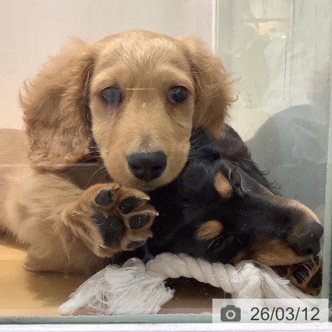 奈良県のミニチュアダックスフンド(ロング) (ペットプラス 大和郡山店/2025年12月17日生まれ/男の子/ゴールド)の子犬の3枚目の画像