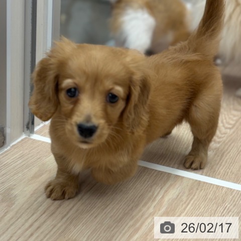 ミニチュア・ダックスフンドの写真