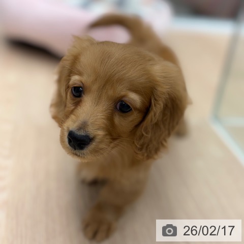 ミニチュア・ダックスフンドの写真