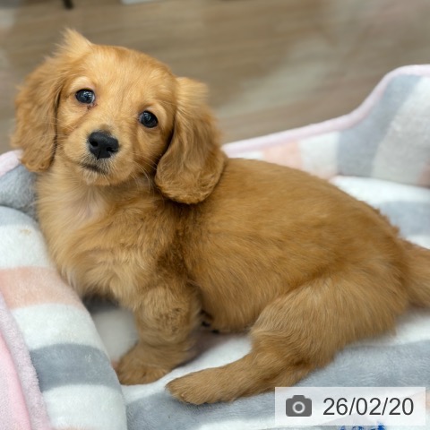 京都府のミニチュアダックスフンド(ロング) (ペットプラス 京都桂川店/2025年12月17日生まれ/女の子/ゴールド)の子犬の3枚目の画像