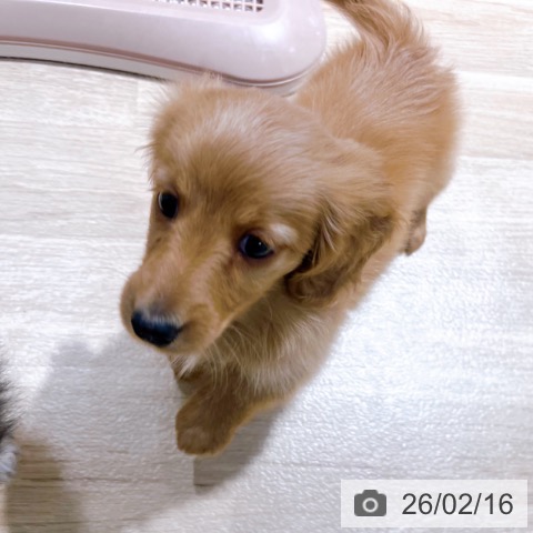 大阪府のミニチュアダックスフンド(ロング) (ペットプラス イオン大日店/2025年12月16日生まれ/男の子/ゴールド)の子犬の4枚目の画像