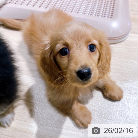 大阪府のミニチュアダックスフンド(ロング) (ペットプラス イオン大日店/2025年12月16日生まれ/男の子/ゴールド)の子犬の3枚目の画像