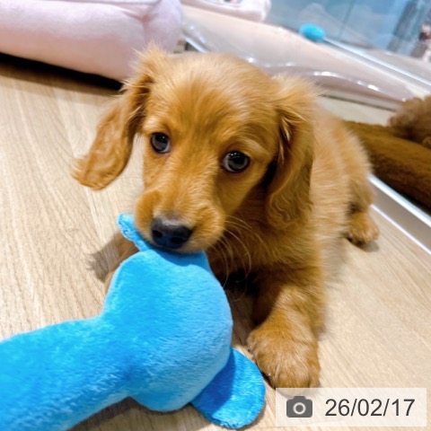 ミニチュア・ダックスフンドの写真