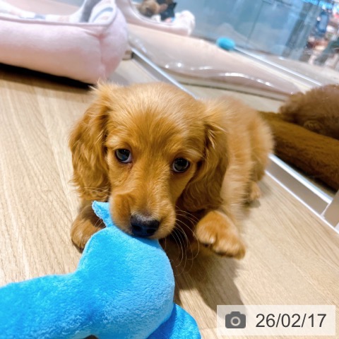 ミニチュア・ダックスフンドの写真