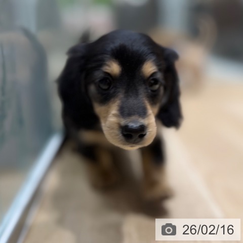 ミニチュア・ダックスフンドの写真