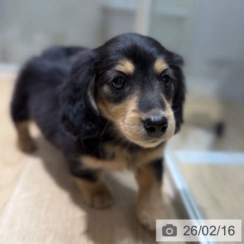 ミニチュア・ダックスフンドの写真