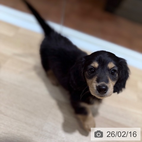 ミニチュア・ダックスフンドの写真