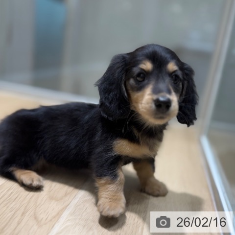 ミニチュア・ダックスフンドの写真