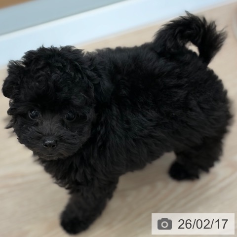 トイ・プードルの写真