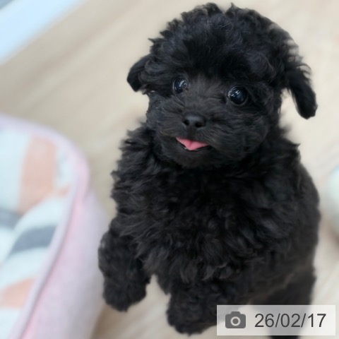 京都府のトイプードル(トイ) (ペットプラス 京都桂川店/2025年12月7日生まれ/男の子/ブラック)の子犬の4枚目の画像