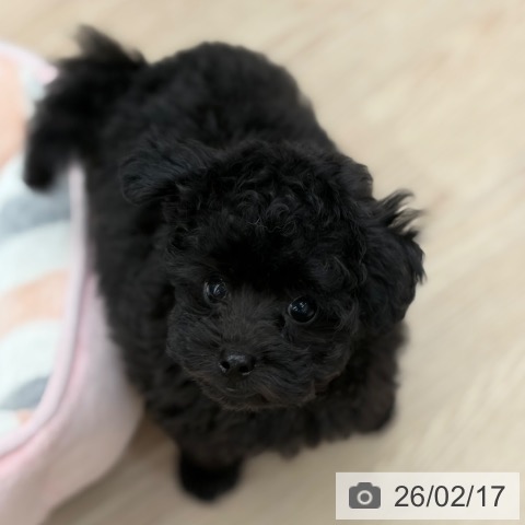 京都府のトイプードル(トイ) (ペットプラス 京都桂川店/2025年12月7日生まれ/男の子/ブラック)の子犬の3枚目の画像