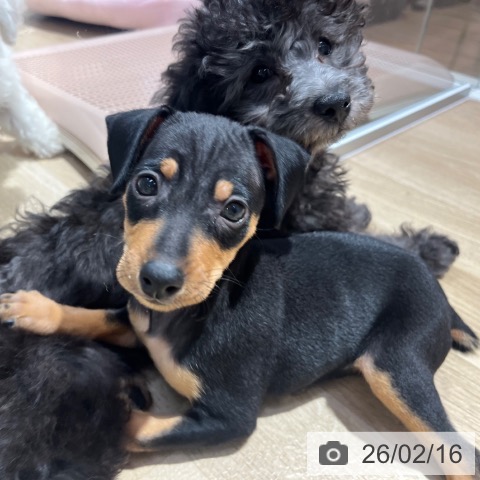 ミニチュア・ピンシャーの写真