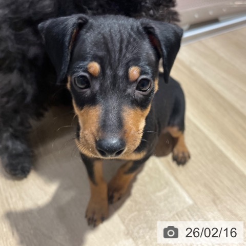 ミニチュア・ピンシャーの写真