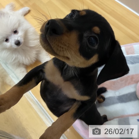 奈良県のミニチュアピンシャー (ペットプラス 大和郡山店/2025年12月16日生まれ/女の子/ブラックタン)の子犬の4枚目の画像