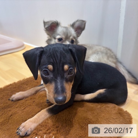 奈良県のミニチュアピンシャー (ペットプラス 大和郡山店/2025年12月16日生まれ/女の子/ブラックタン)の子犬の3枚目の画像