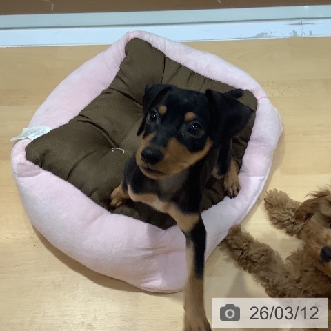 奈良県のミニチュアピンシャー (ペットプラス 大和郡山店/2025年12月16日生まれ/女の子/ブラックタン)の子犬の3枚目の画像