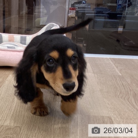 大阪府のミニチュアダックスフンド(ロング) (ペットプラス りんくう泉南店/2025年12月16日生まれ/男の子/ブラックタン)の子犬の4枚目の画像