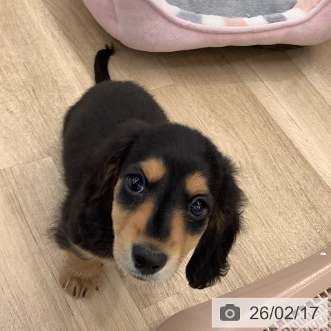 ミニチュア・ダックスフンドの写真