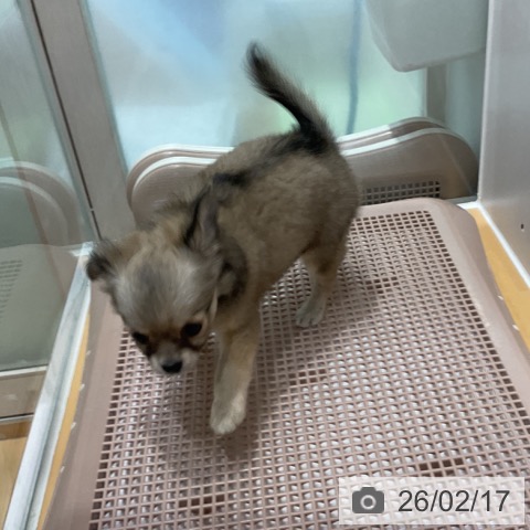 奈良県のチワワ(ロング) (ペットプラス 大和郡山店/2025年12月14日生まれ/女の子/セーブル)の子犬の3枚目の画像