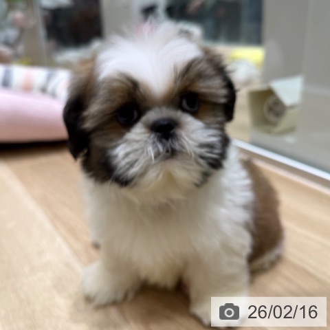 シー・ズーの写真