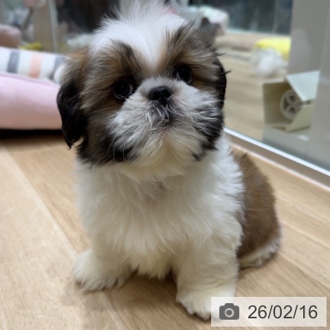 シー・ズーの写真