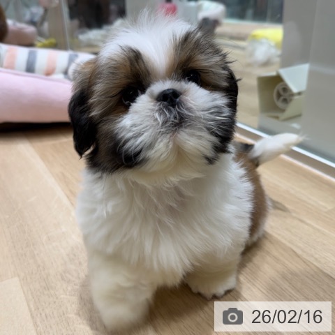 シー・ズーの写真