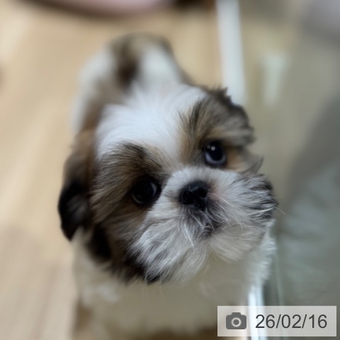 シー・ズーの写真