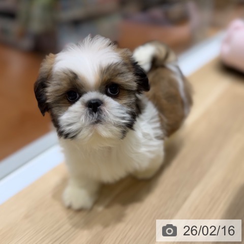 大阪府のシーズー (ペットプラス 四條畷店/2025年12月12日生まれ/男の子/ゴールドホワイト)の子犬の3枚目の画像