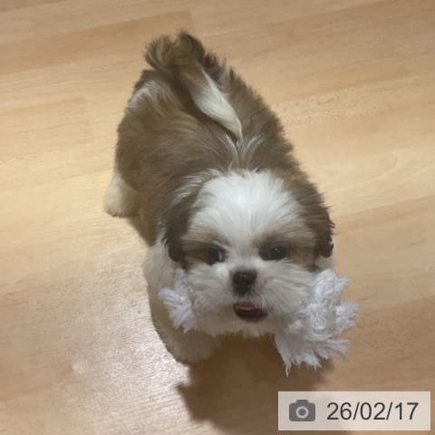 奈良県のシーズー (ペットプラス 大和郡山店/2025年12月12日生まれ/男の子/ゴールドホワイト)の子犬の4枚目の画像