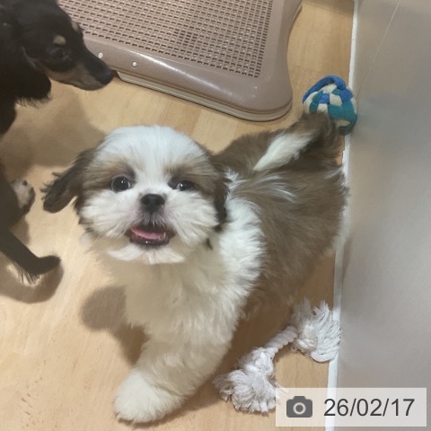 奈良県のシーズー (ペットプラス 大和郡山店/2025年12月12日生まれ/男の子/ゴールドホワイト)の子犬の3枚目の画像