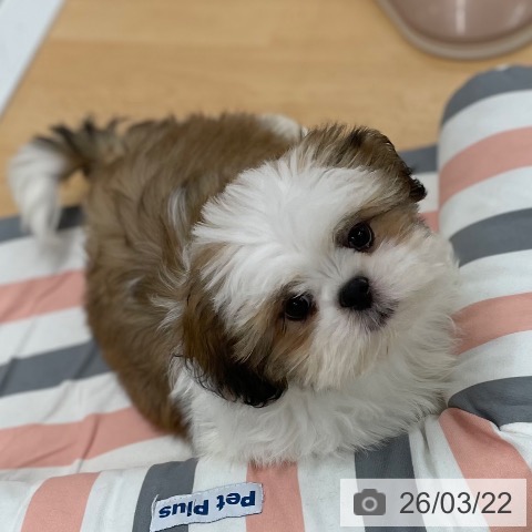 京都府のシーズー (ペットプラス 醍醐店/2025年12月12日生まれ/男の子/ゴールドホワイト)の子犬の4枚目の画像