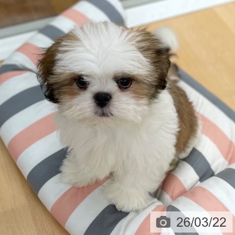 京都府のシーズー (ペットプラス 醍醐店/2025年12月12日生まれ/男の子/ゴールドホワイト)の子犬の3枚目の画像