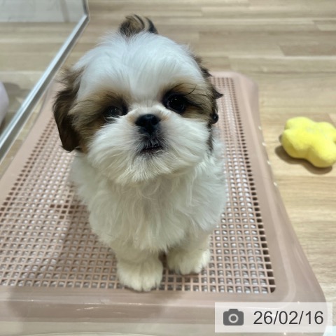 大阪府のシーズー (ペットプラス イオン大日店/2025年12月12日生まれ/女の子/ゴールドホワイト)の子犬の3枚目の画像