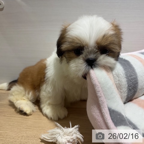 兵庫県のシーズー (ペットプラス 神戸三宮店/2025年12月12日生まれ/女の子/ゴールドホワイト)の子犬の3枚目の画像