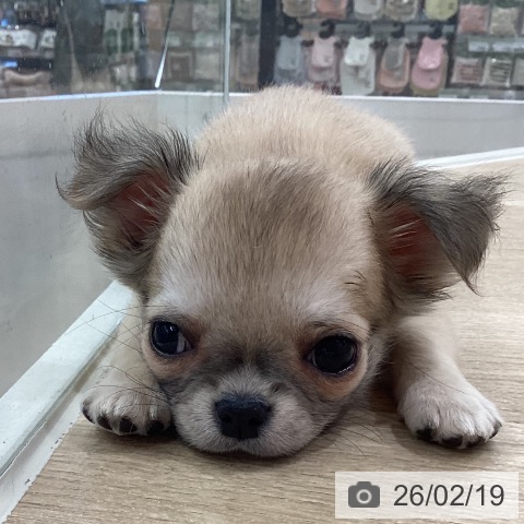 新潟県のチワワ(ロング) (ペットプラス 新潟南店/2025年12月17日生まれ/女の子/フォーン)の子犬の3枚目の画像