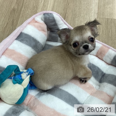 新潟県のチワワ(ロング) (ペットプラス 新潟南店/2025年12月17日生まれ/女の子/フォーン)の子犬の4枚目の画像