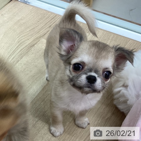 新潟県のチワワ(ロング) (ペットプラス 新潟南店/2025年12月17日生まれ/女の子/フォーン)の子犬の3枚目の画像