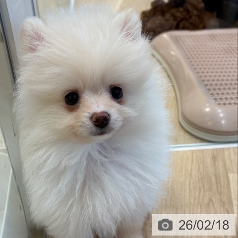 ポメラニアンの写真