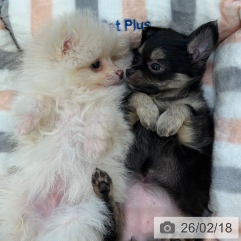 ポメラニアンの写真
