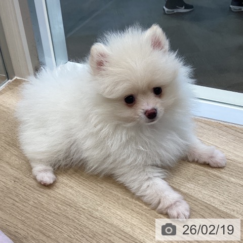 ポメラニアンの写真