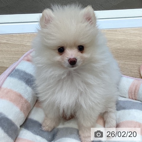 ポメラニアンの写真