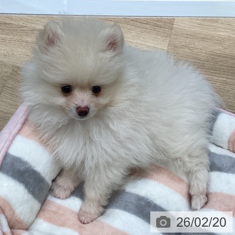 ポメラニアンの写真