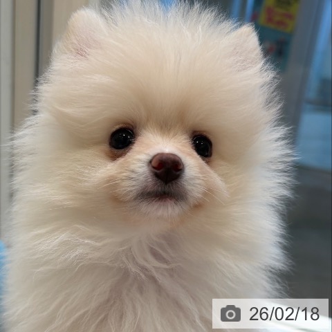 ポメラニアンの写真