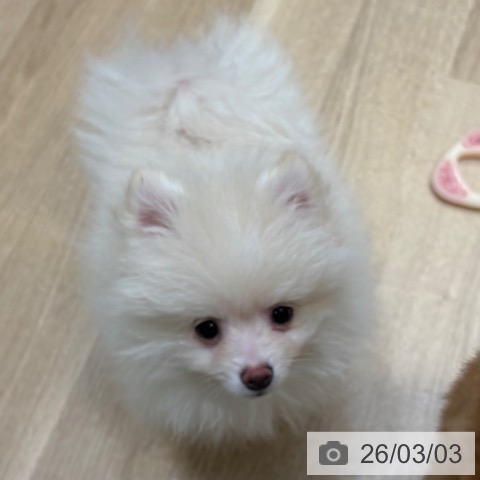 ポメラニアンの写真