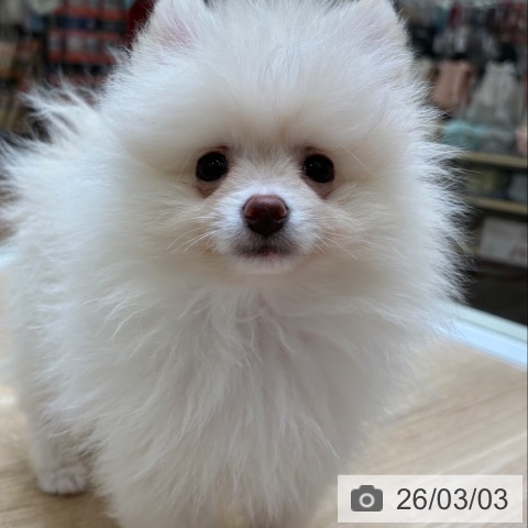ポメラニアンの写真