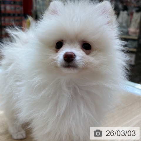 ポメラニアンの写真