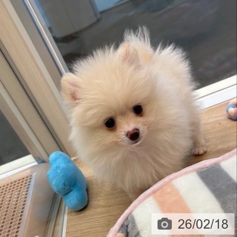 大阪府のポメラニアン (ペットプラス 堺北花田店/2025年12月17日生まれ/男の子/クリーム)の子犬の4枚目の画像