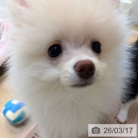 ポメラニアンの写真